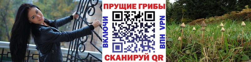 сколько стоит Ленинградская Псилоцибиновые грибы Psilocybine cubensis
